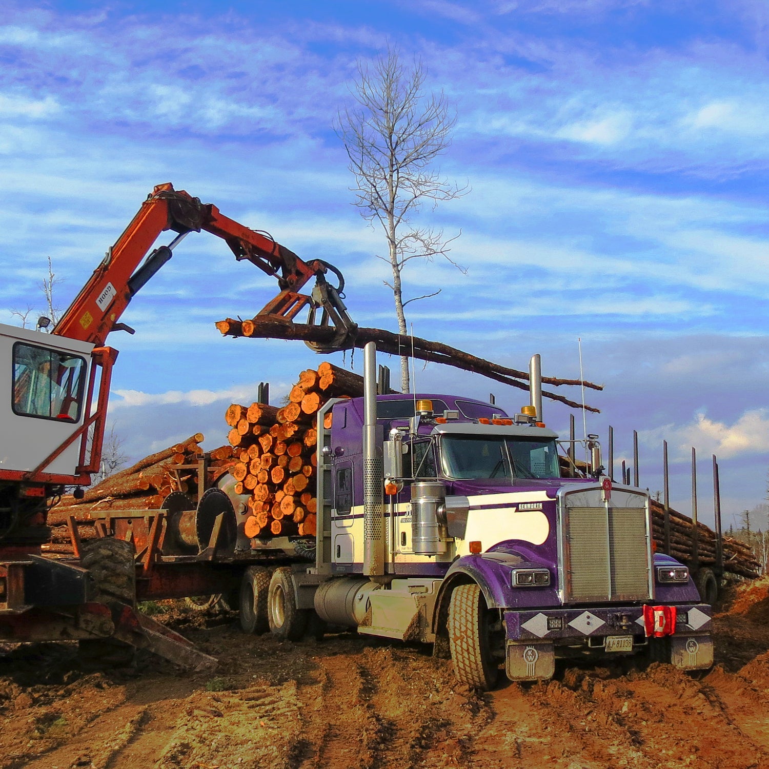 A logging truck loads up with freshly cut trees in Canada.