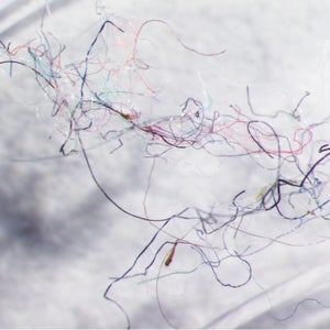 A seawater sample from Vancouver shoreline, with clearly evident fibers of different colors.