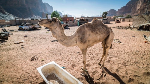 Camels rule Wadi Rum. A Bedouin can send a camel home in the dark of the night, and it will find its way back with ease.