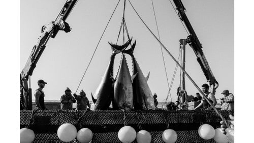 Atlantic bluefin tuna are among the most hunted species on the planet and one of the best ways to see the effects of an increasingly industrialized food chain. But for a few short weeks during early summer on Spain鈥檚 southern coast, an ancient ritual known as the almadraba still plays out鈥攁n intense, intimate, and violent tradition that strives to harvest some of the world's most valuable seafood in a sustainable manner.
Photographer Michael Magers traveled to Spain in 2015 to join a small crew of fisherman in the economically depressed town of Barbate and document the spectacle.