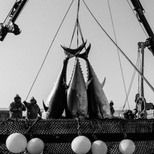 Spain's 3,000-Year-Old Tuna Harvest - Outside Online