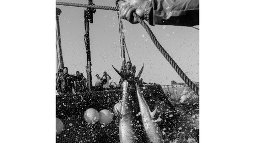 The men shout, laugh, and scream as they rope the huge fish by their tails to hoist them onto a waiting refrigeration boat. Those fish still alive once on board will be quickly killed by driving a knife through the gills. It is a brutal ballet.