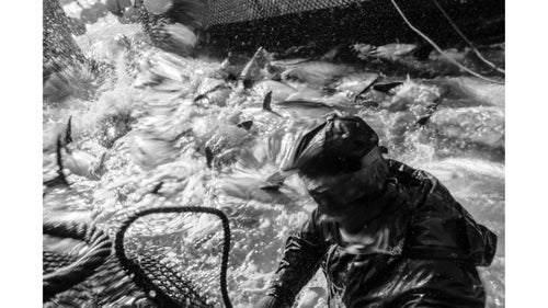 When the four boats that make up the cuadra are within feet of each other, the scene turns to chaos. A small group of men jump into the nets, now a stew of huge fish, some dead from concussions after impact with other fish, but others still thrashing. I position myself as close to the action as possible and am quickly soaked from head to toe in seawater and tuna blood as 1,000-pound monsters鈥攂ulls armed with sharp spines and snapping tails鈥攑ound the water in this narrow canal.