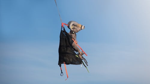 A Rocky Mountain bighorn sheep captured near Dubois, Wyoming, is transported to the staging area. The ram鈥檚 heavy horns make it extra important that the muggers properly secure its head. The Rocky Mountain bighorn sheep is the largest sheep species in North America and can weigh more than 300 pounds.