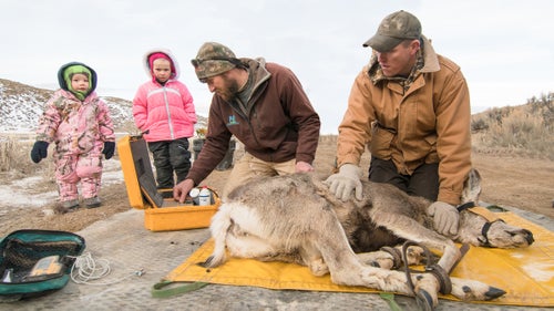 Kevin Monteith (left) of the University of Wyoming administers an ultrasound as Patrick Lionberger (right) of the Bureau of Land Management tries to keep the doe calm. Monteith鈥檚 two daughters observe their dad at work.
The ultrasound allows researchers to determine if the doe is pregnant. By measuring the eye diameter of the fetus, researchers can assess its stage of development. Female mule deer typically carry twins but occasionally have triplets.