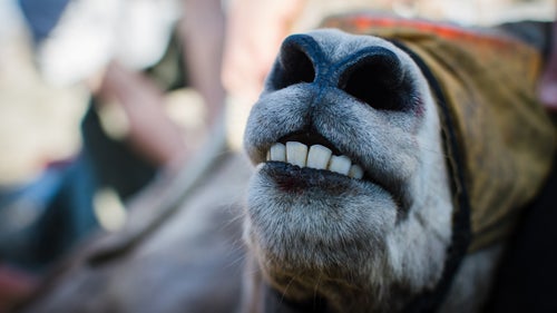 A large ram showing off its teeth. The least-invasive way of determining the age of these ungulates is to have an experienced biologist inspect its teeth for the amount of overall wear.
