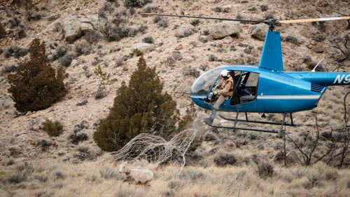 The Wyoming Migration Initiative (WMI) is composed of researchers, writers, students, and conservationists who strive to advance the understanding of the state鈥檚 migratory deer and bighorn sheep. Increases in private housing developments, traffic, and energy extraction on our public lands have threatened many ungulate migration routes in Wyoming. For a week in March, photographer Ben Kraushaar shadowed the WMI folks as they captured and collared 35 Rocky Mountain bighorn sheep and 220 mule deer throughout Wyoming. From the Red Desert to eastern Greater Yellowstone, Kraushaar documented the steps involved in WMI鈥檚 efforts to better understand the migrations and health of these animals. Here, Kraushaar shares a behind-the-scenes look at the fast-paced life of wildlife biologists collecting invaluable data in the field. Photo: Kevin Coates, who works for Native Range Capture Services, nets a bighorn sheep. Once netted, the mugger (the person who subdues the animal) jumps from the chopper and carefully hobbles and blindfolds the sheep. For deer and sheep, sedation is usually unnecessary. Coates then carefully prepares the animal for transport to a nearby field research setup.