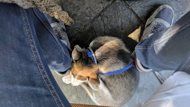 Bowie, at brunch in Palo Alto. He slept through it.