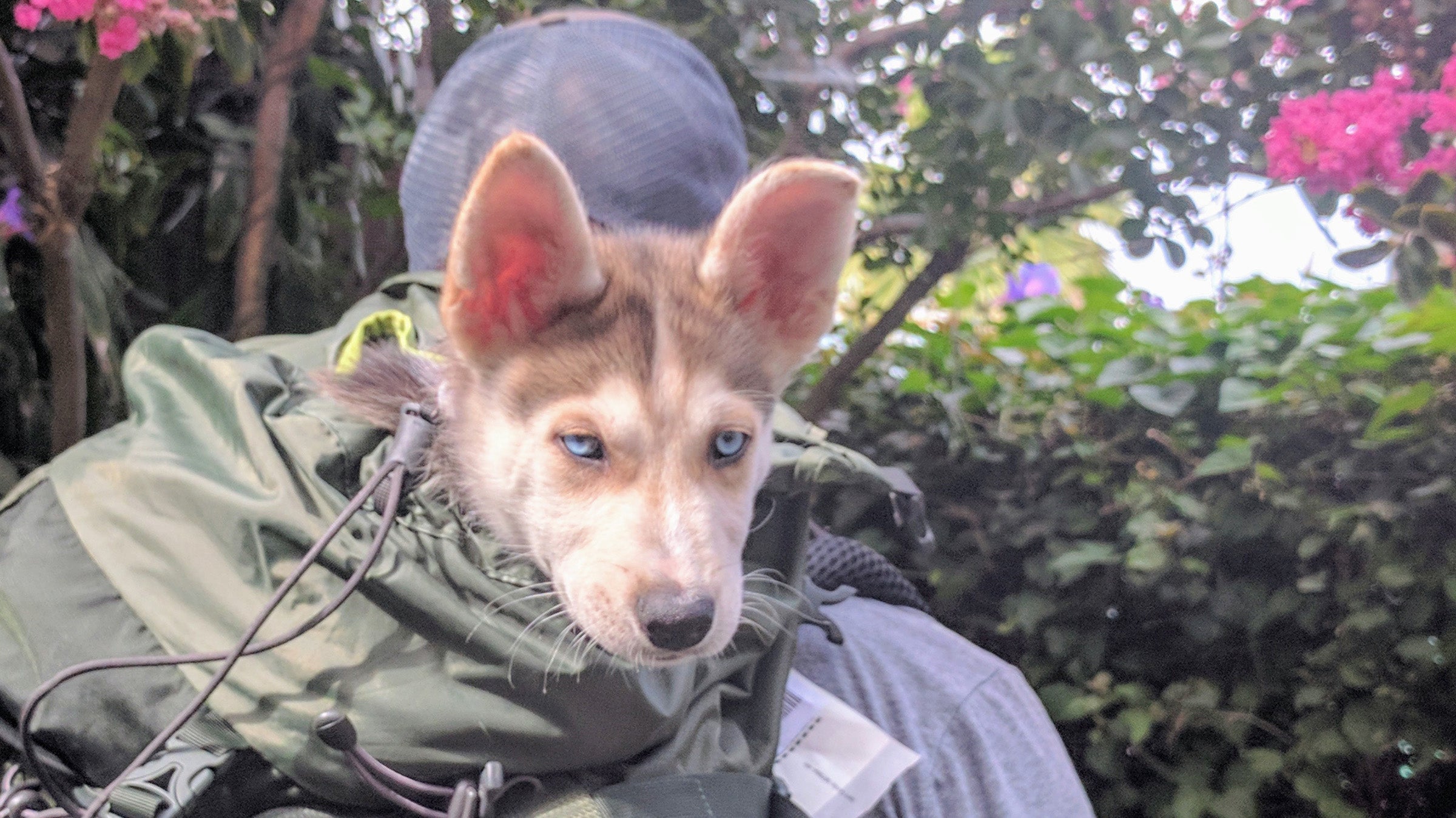 Osprey dog pack sale