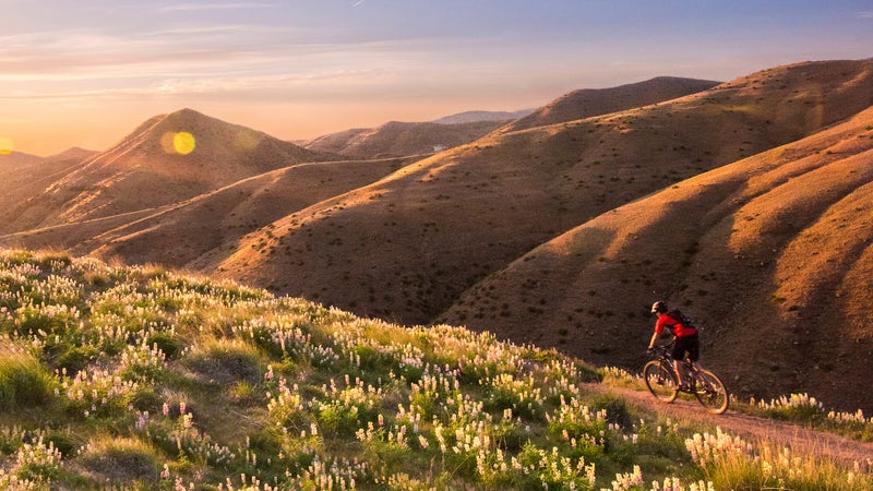 Mountain biking through the lupin in the Boise foothills.