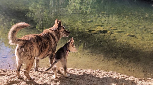 Wiley (left), and Bowie (right) share a moment on Sespe Creek.