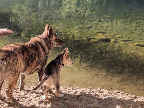 Wiley (left), and Bowie (right) share a moment on Sespe Creek.