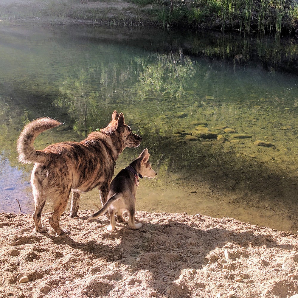 How to Introduce a Puppy to the Outdoors