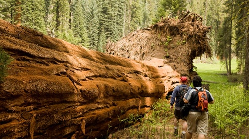 Much of the debate has focused on Bears Ears, but Giant Sequoia National Monument is another area under review.