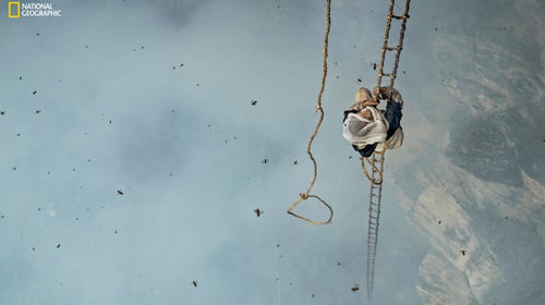 Mauli Dhan climbs 100 feet up a bamboo rope ladder to his prize: a hive filled with neurotoxic honey. Image from the July issue of National Geographic magazine.