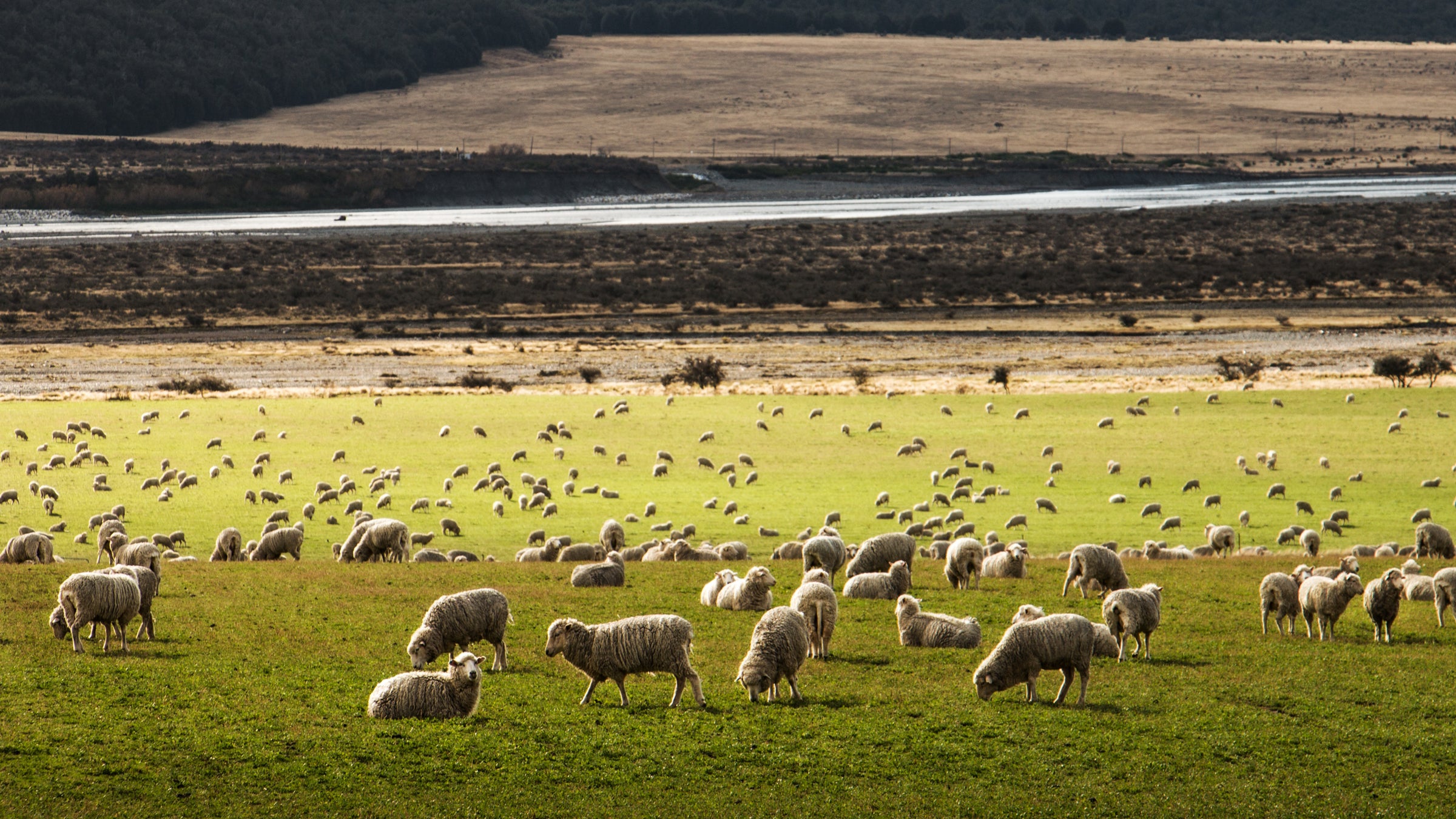 For the second time in three years, PETA is targeting Patagonia around the treatment of sheep.