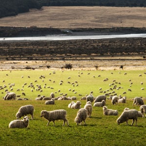 For the second time in three years, PETA is targeting Patagonia around the treatment of sheep.