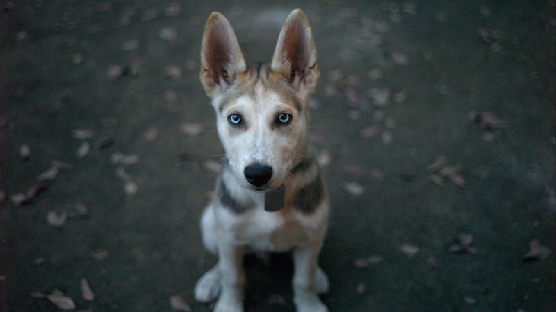 German Shepherd/Siberian Husky rescue how to train a dog