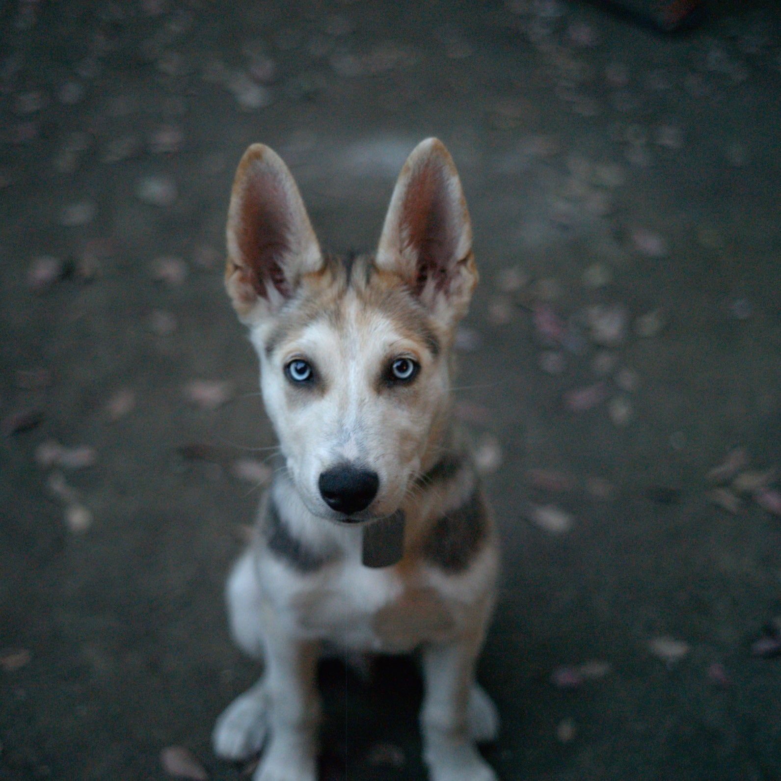 Siberian husky 2024 off leash