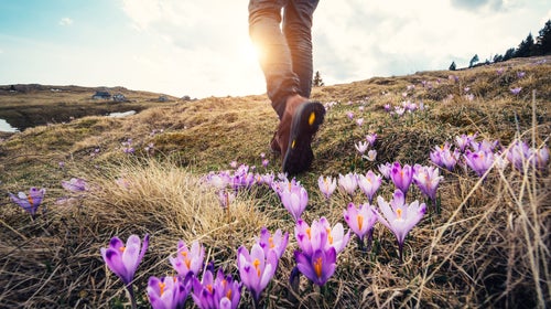 Propagating the wildflowers you see in nature is surprisingly easy.