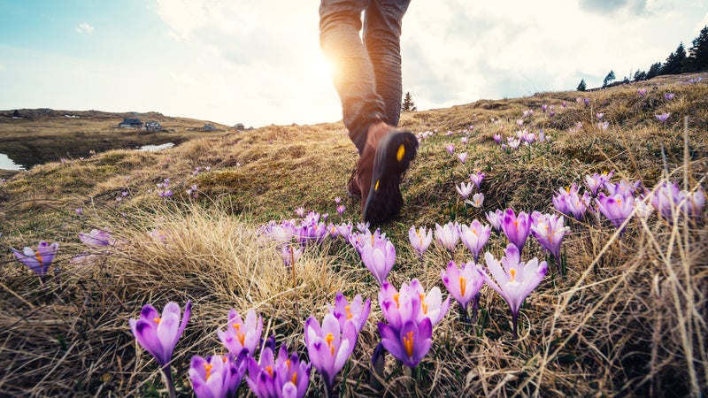 Propagating the wildflowers you see in nature is surprisingly easy.