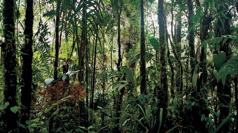 The jungle near Cana, site of an abandoned gold mine