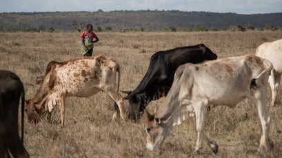 Livestock feeds on grass in Laikipia.