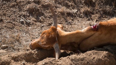 A cattle lay dead, likely from a KDF bullet, on the side of the road.