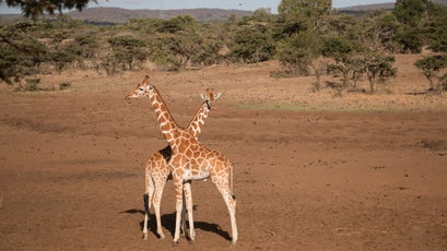 Rare reticulated giraffe on the Mugie conservancy.