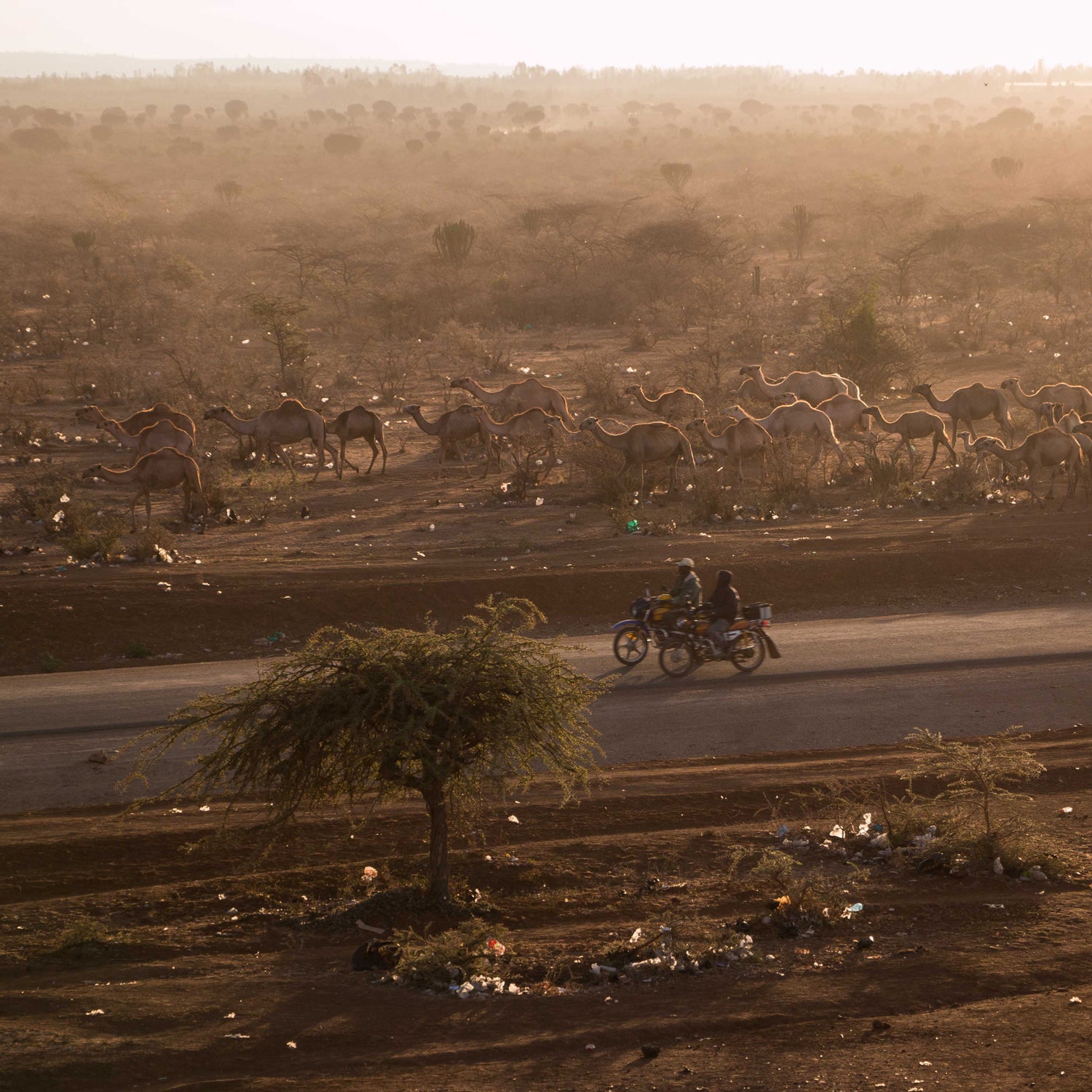 A flock of camels near Laikipia village at dusk.