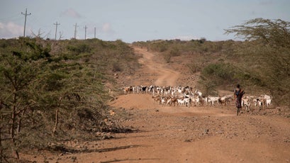 A herder drives livestock on a road in Laikipia.