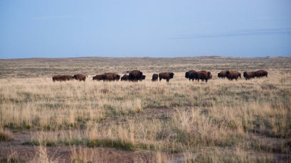 Bison transplanted from Yellowstone National Park on the American Prairie Reserve near Malta, Montana.