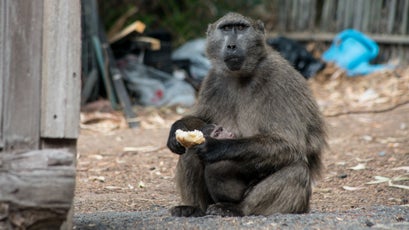 A mother baboon with her child eats a biscuit taken from trash.