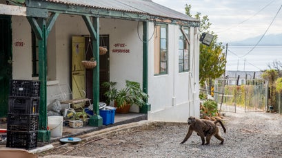 A mother baboons paces outside Happy Valley homeless shelter.