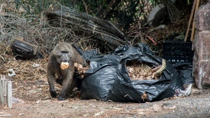 A mother baboon steals a biscuit from trash bags.