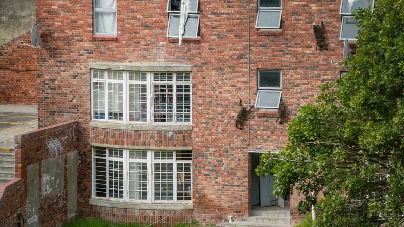 Baboons climb into windows at a naval barracks, left open against regulations issued by the city.