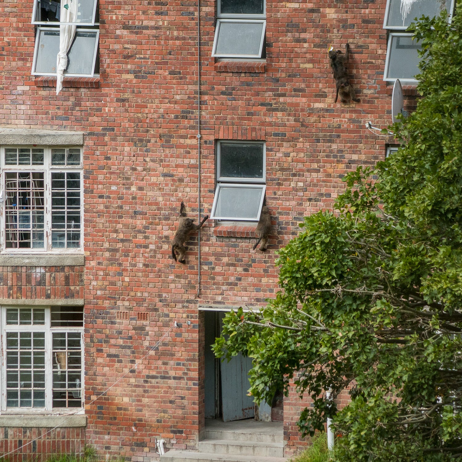 Cape Town residents look on as a baboon looks for food.