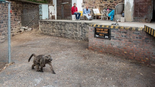 Cape Town residents look on as a baboon looks for food.