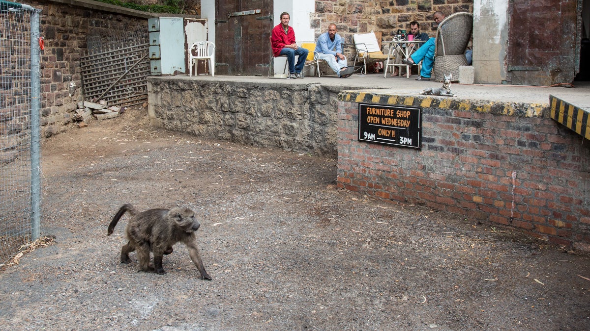 On the Front Lines of South Africa's Baboon Wars