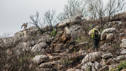 A monitor armed with a paintball gun chases a baboon over a ridge.