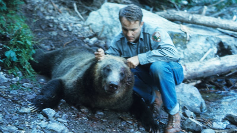 Glacier National Park ranger Bert Gildart with a grizzly bear that had been shot after the "night of the grizzlies."