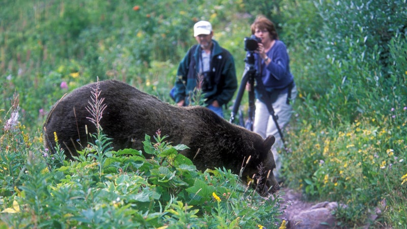 Gildart photographed this couple encountering a bear in Glacier in 2002. "Obviously this bear was 'conditioned' to people," he says.