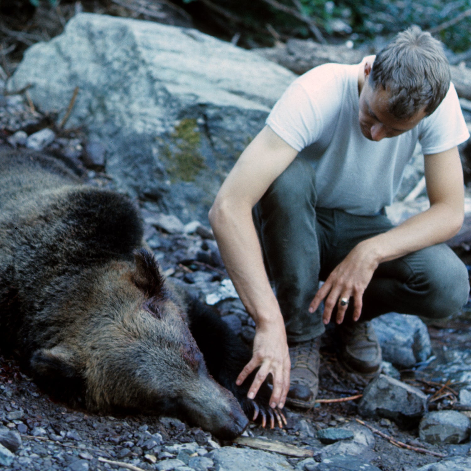 Grizzly Bear Euthanised After It Kills Couple, Their Dog In Canadian  National Park