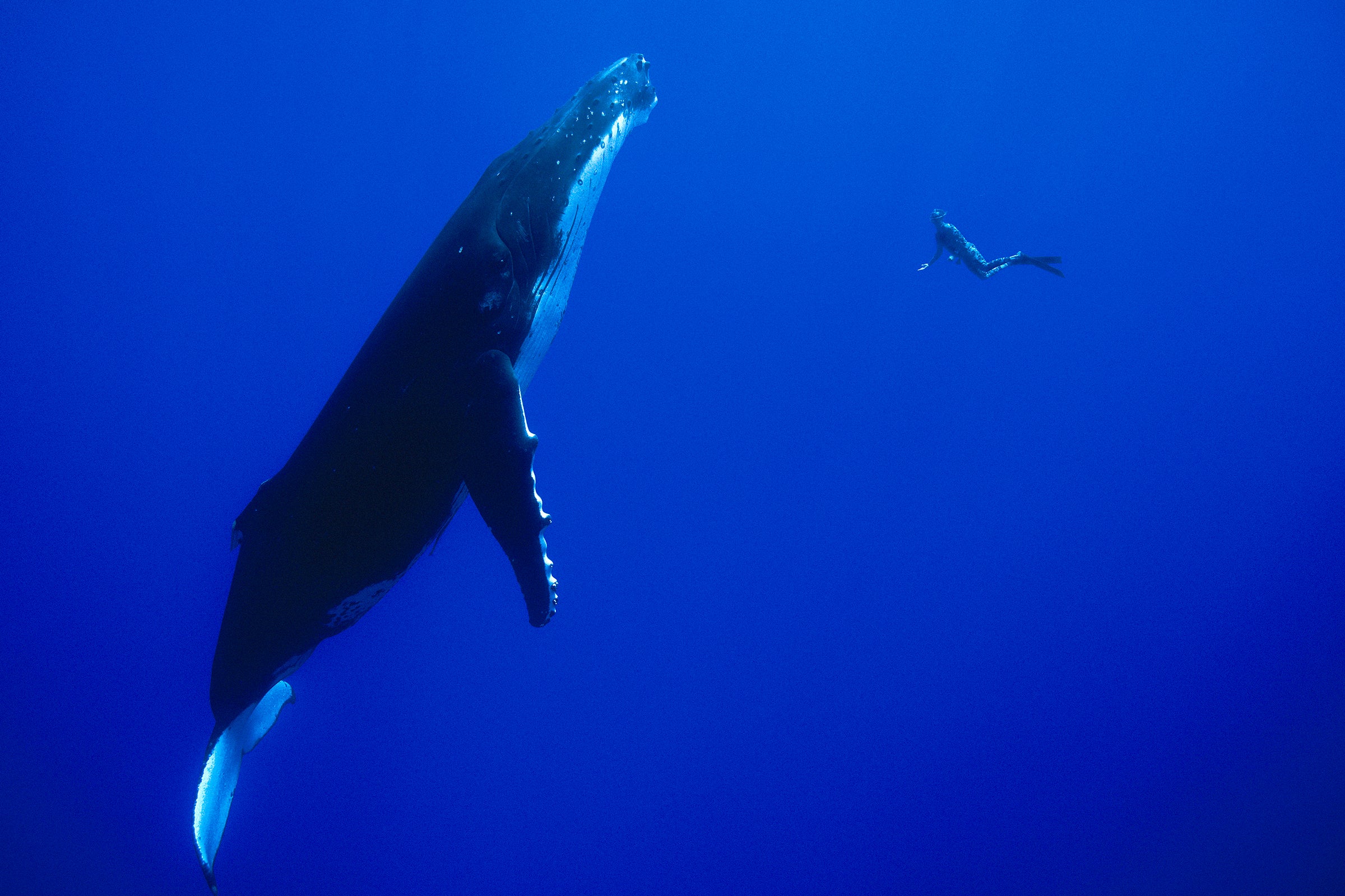 Filmmaker Pete Zuccarini faces a sleeping humpback mother in Tahiti.