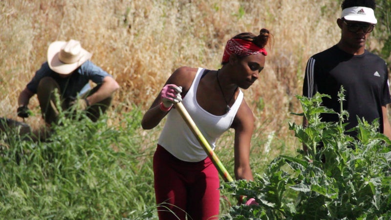 Natalie and DeShon pull thistle. It's a constant battle trying to fight the spread of invasive flora on the island.