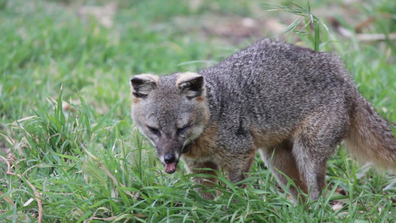 It's often the older, injured foxes that end up hanging around camp the most, because humans are their easiest source of food. But the genetic pool for the Santa Cruz fox is very limited, and it's starting to show.
