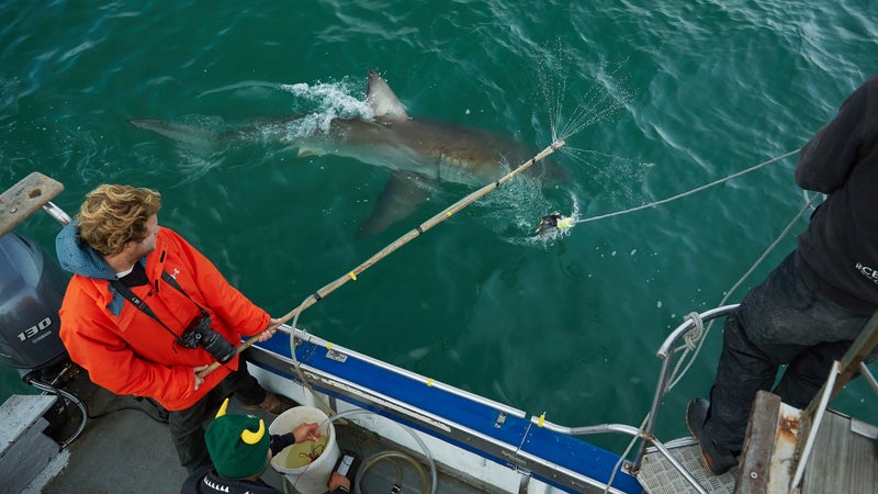 Nathan testing a batch of Sharkchemz near Seal Island.