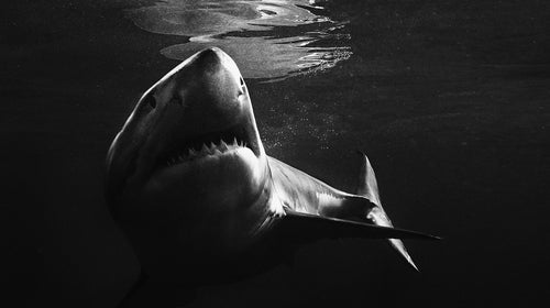 While we now know a lot more about shark attacks than ever before, preventing them is still largely a mystery.