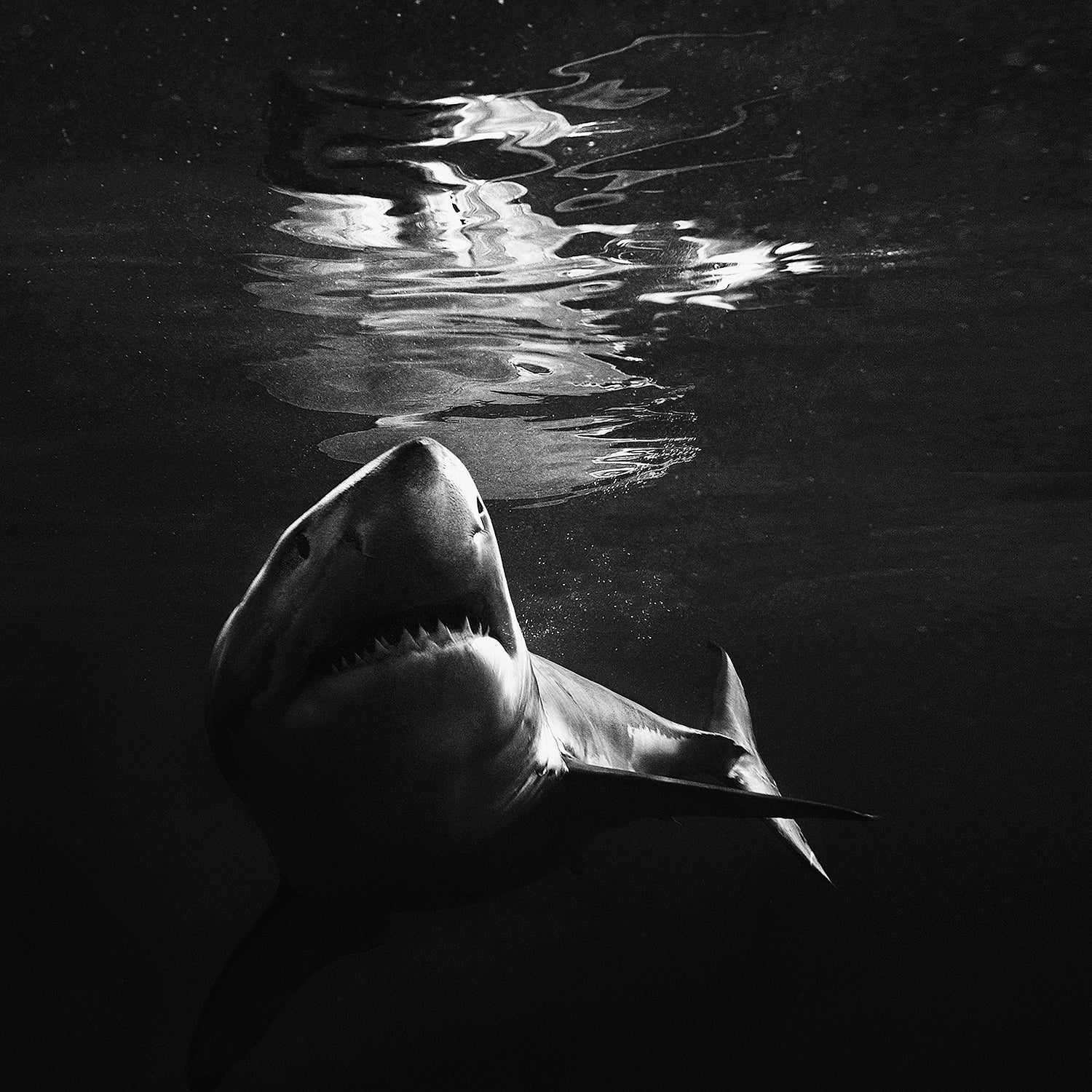 While we now know a lot more about shark attacks than ever before, preventing them is still largely a mystery.