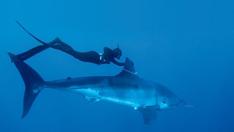 Swimming with a great white in Baja.